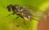 Phytomyza ilicis